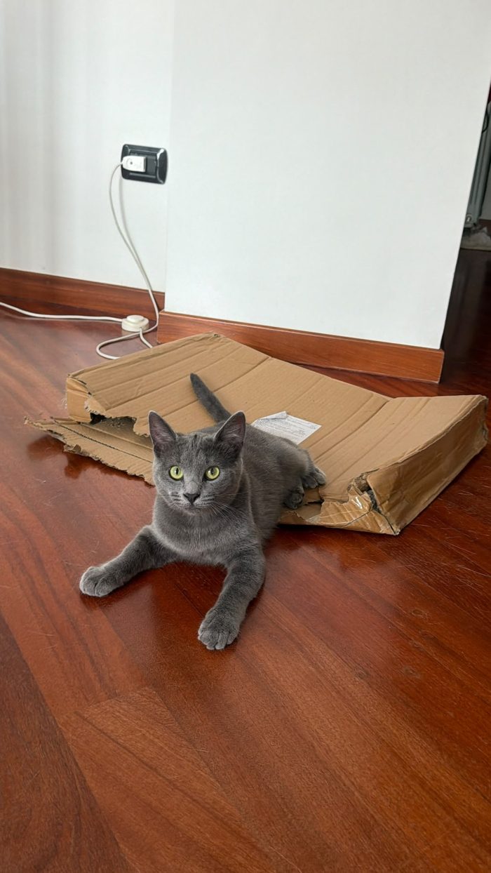 HOPE - gattina certosina di 6 mesi
