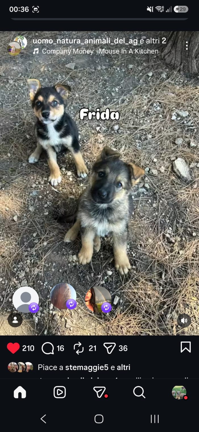 Chiamate per un cucciolo