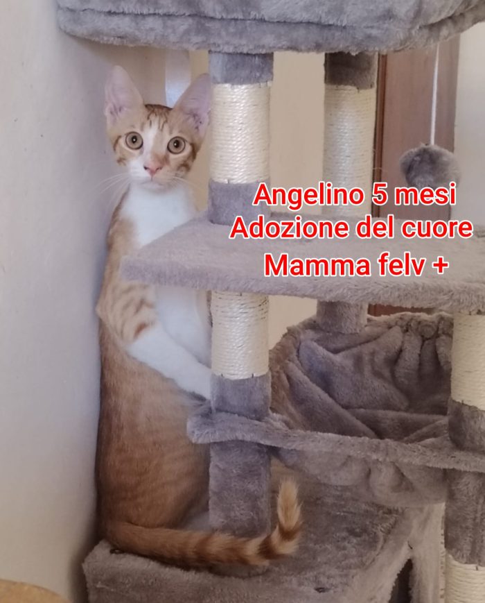 GATTINI ABBANDONATI: EMERGENZA - media 8