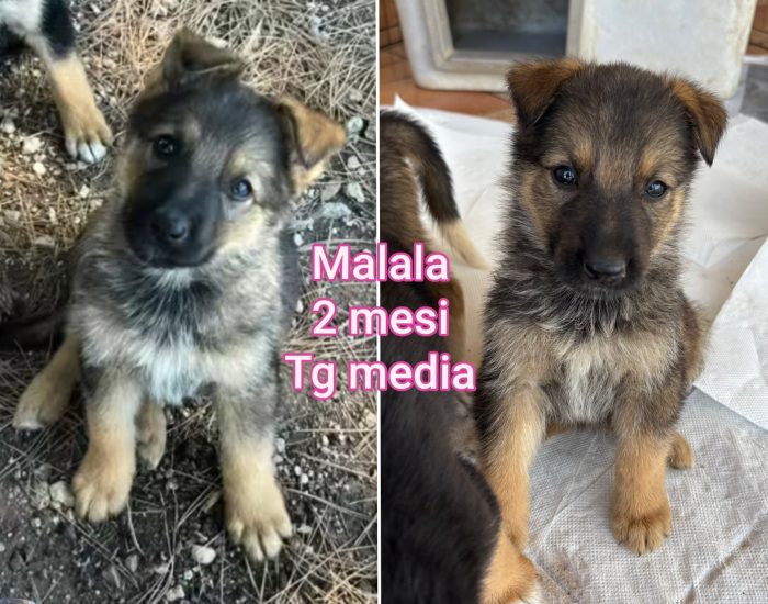 CUCCIOLI ABBANDONATI 2 MESI