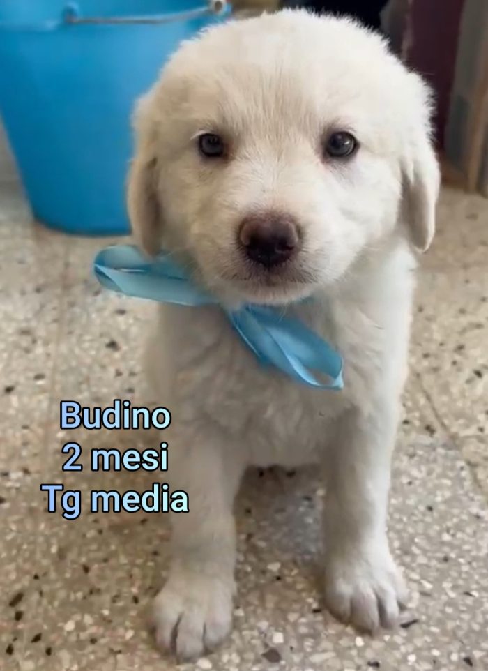 ADOTTA UN CUCCIOLO SENZA CASA