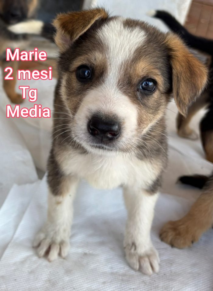 ADOTTA UN CUCCIOLO SENZA CASA - media 10