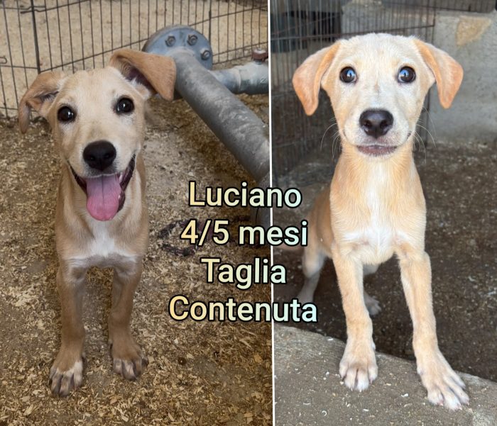 Cani piccolini adozioni