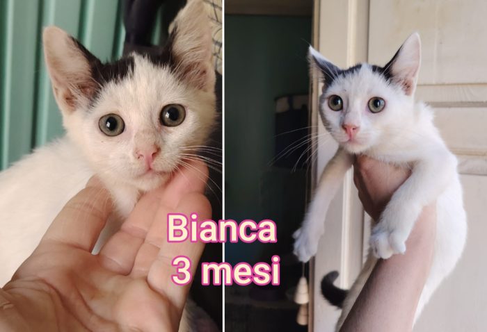 Telefona per adottare un gatto