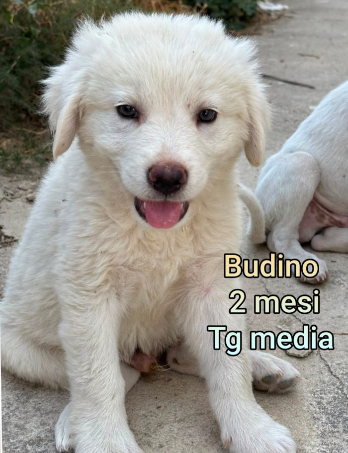 Siamo sommerse dai cuccioli!