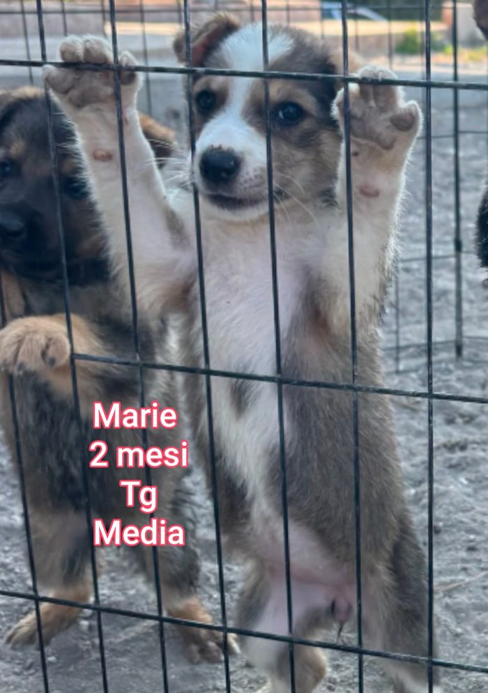 Siamo sommerse dai cuccioli!