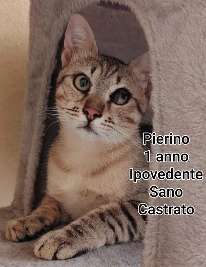 GATTINI ABBANDONATI: URGENTE - media 9