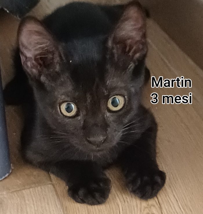 GATTINI ABBANDONATI: URGENTE - media 6