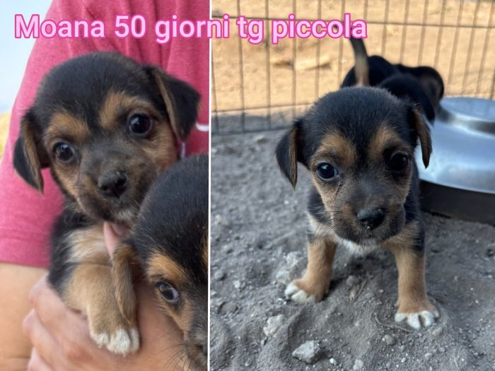 TAGLIE PICCOLE E CONTENUTE