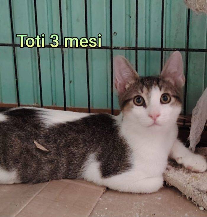 ADORABILI GATTINI BISOGNOSI - media 8