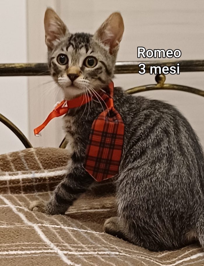 ADORABILI GATTINI BISOGNOSI - media 10