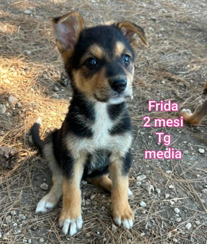 MERAVIGLIOSI CUCCIOLI 2/3 MESI