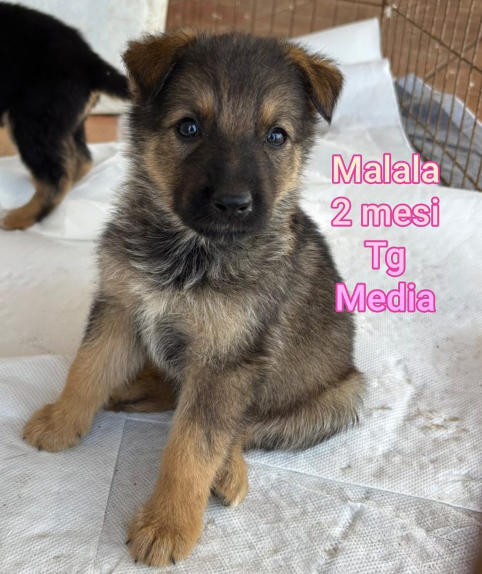 MERAVIGLIOSI CUCCIOLI 2/3 MESI - media 9