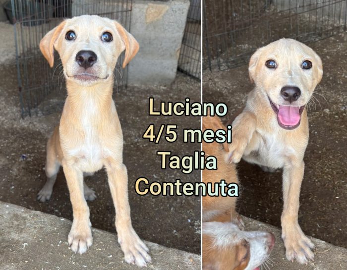 CAGNOLINI TAGLIA SMALL
