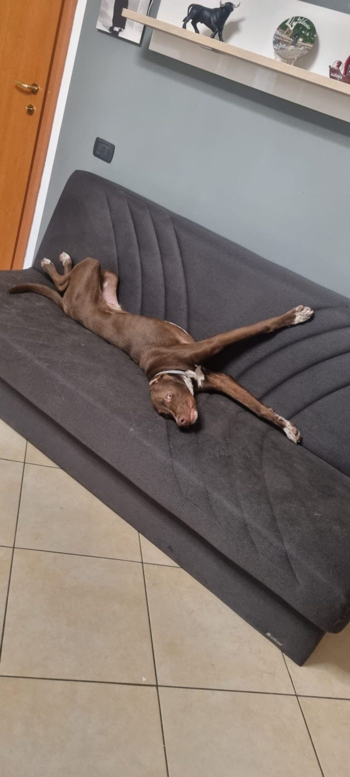 Pongo, cucciolo gettato via da chi amava - media 4