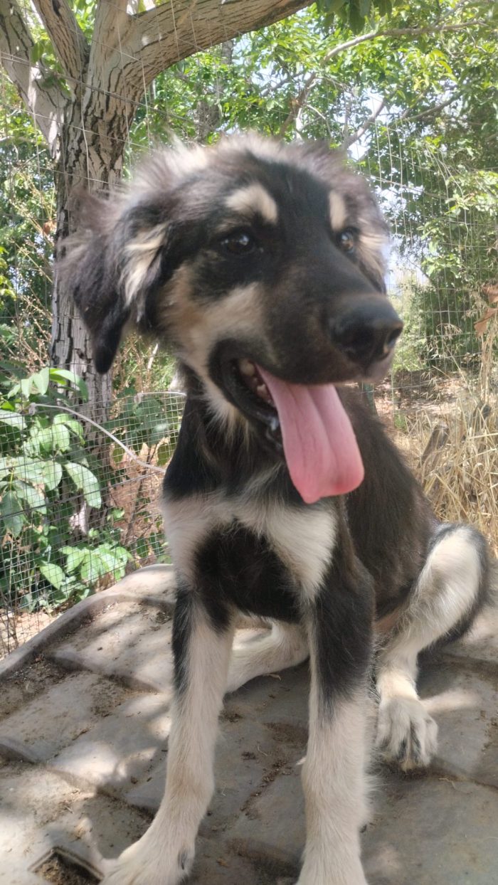 Elian dolce cucciolo simil pastore