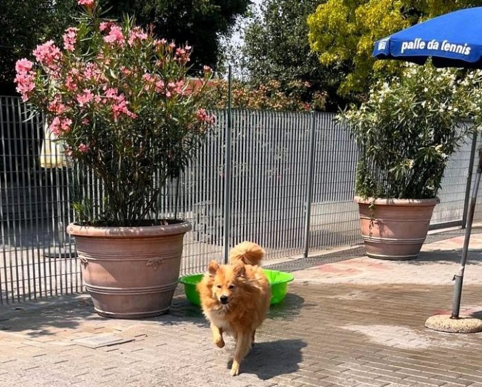 DIOR BELLISSIMO CAGNOLINO FULVO - media 4