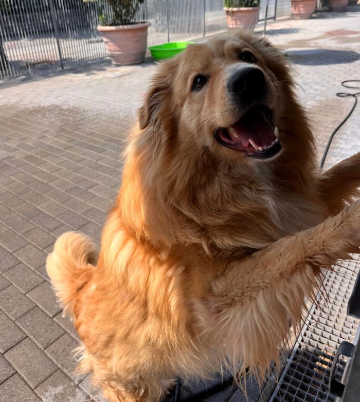 DIOR BELLISSIMO CAGNOLINO FULVO