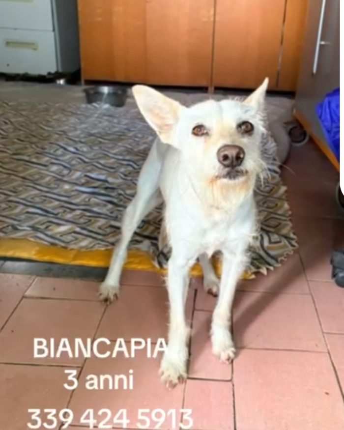 Femmina 3anni kg8/9 salvata mesi fa NAPOLI