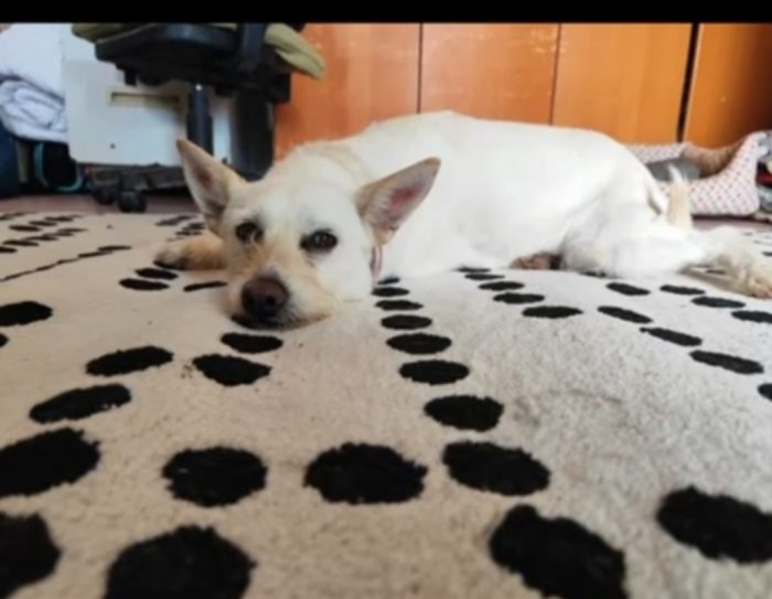 Femmina 3anni kg8/9 salvata mesi fa NAPOLI