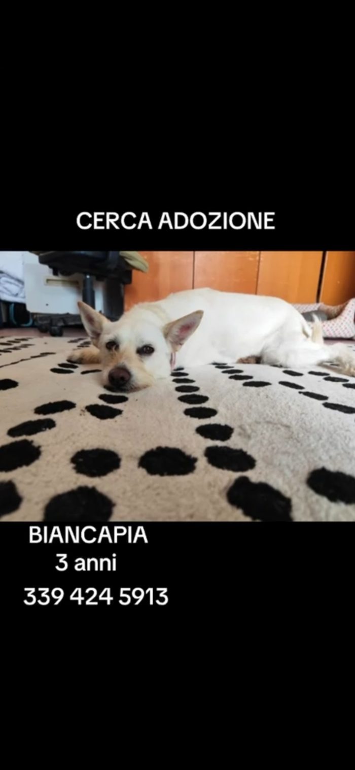 Femmina 3anni kg8/9 salvata mesi fa NAPOLI - media 5