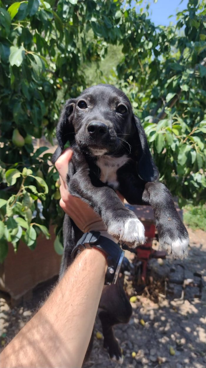 Ciao a tutti da Teo e Sofì 2 Splendidi cuccioli di Setter inglese.! (Catania)