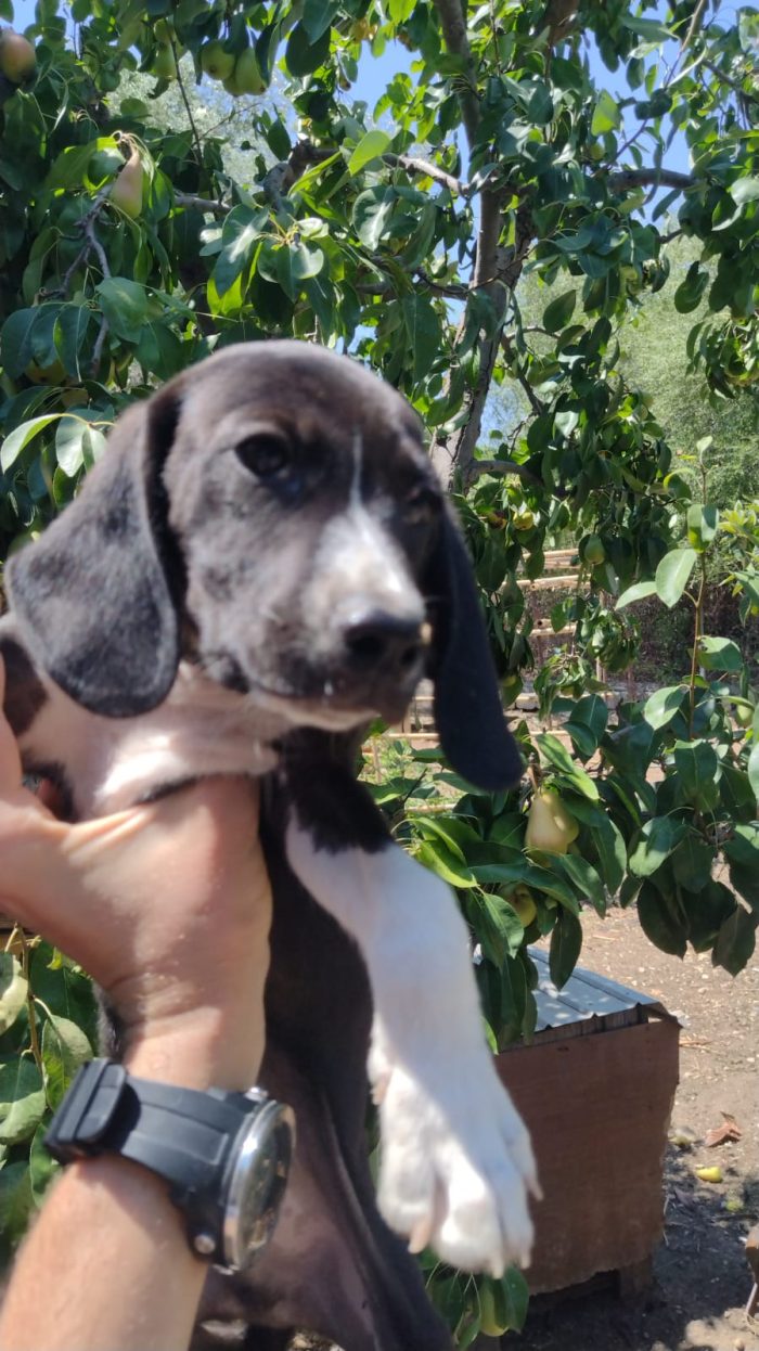 Ciao a tutti da Teo e Sofì 2 Splendidi cuccioli di Setter inglese.! (Catania)
