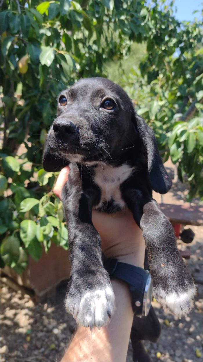 Ciao a tutti da Teo e Sofì 2 Splendidi cuccioli di Setter inglese.! (Catania) - media 4