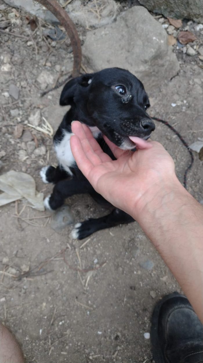 Ciao a tutti da Teo e Sofì 2 Splendidi cuccioli di Setter inglese.! (Catania) - media 5