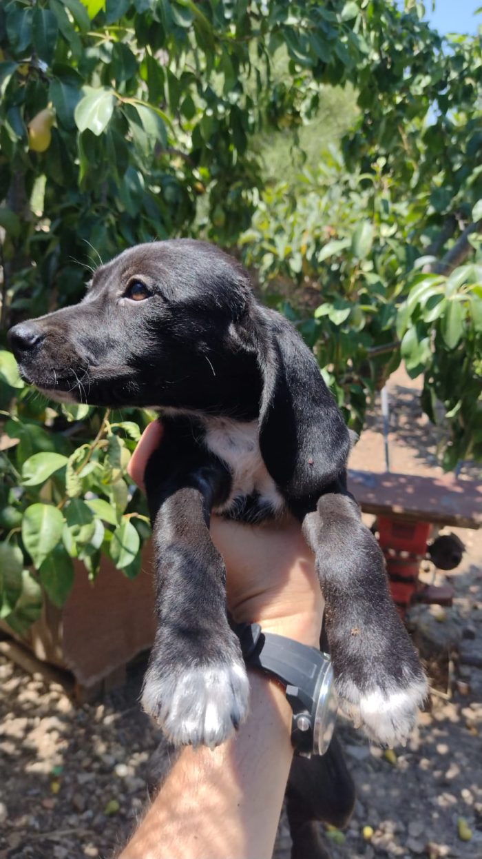 Ciao a tutti da Teo e Sofì 2 Splendidi cuccioli di Setter inglese.! (Catania)