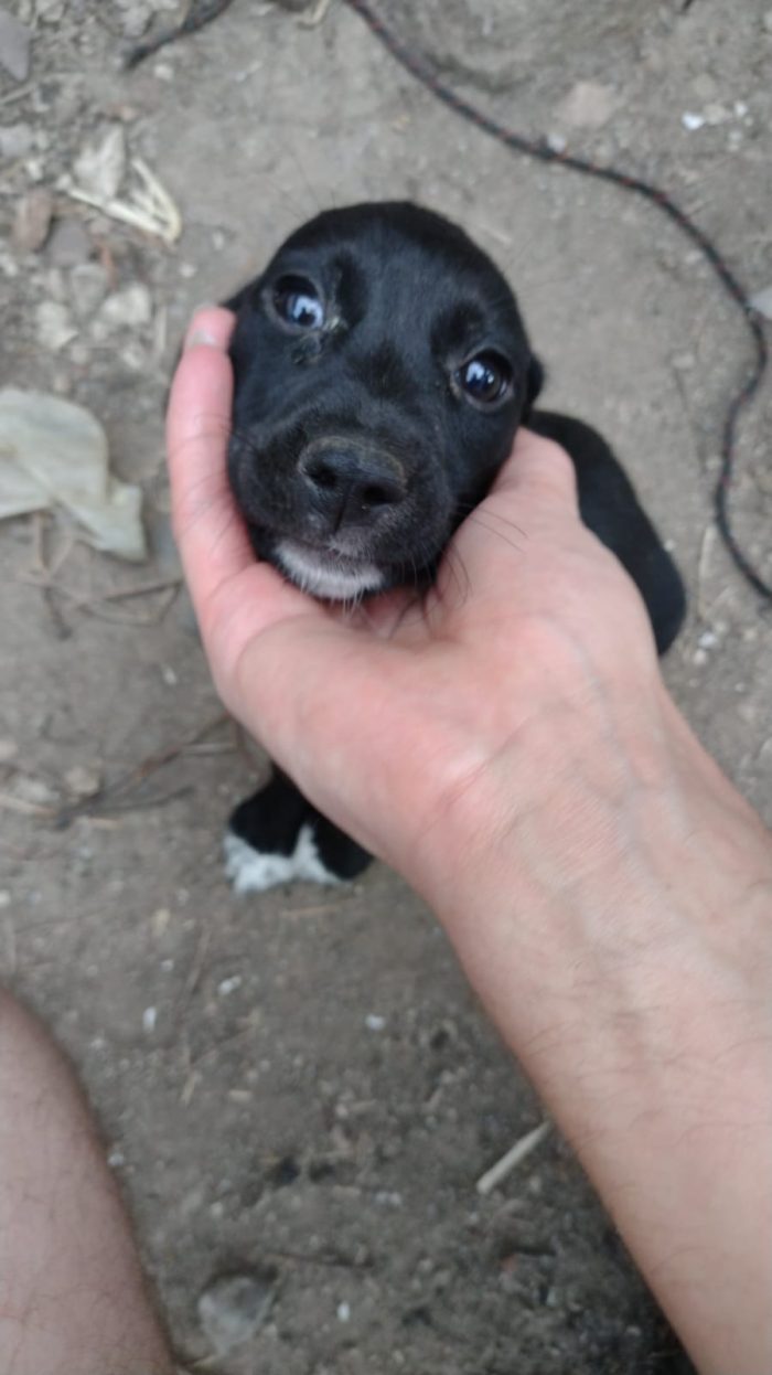 Ciao a tutti da Teo e Sofì 2 Splendidi cuccioli di Setter inglese.! (Catania) - media 9