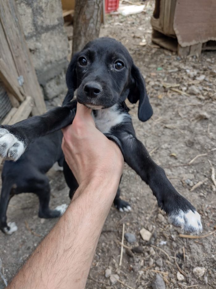 Ciao a tutti da Teo e Sofì 2 Splendidi cuccioli di Setter inglese.! (Catania) - media 7