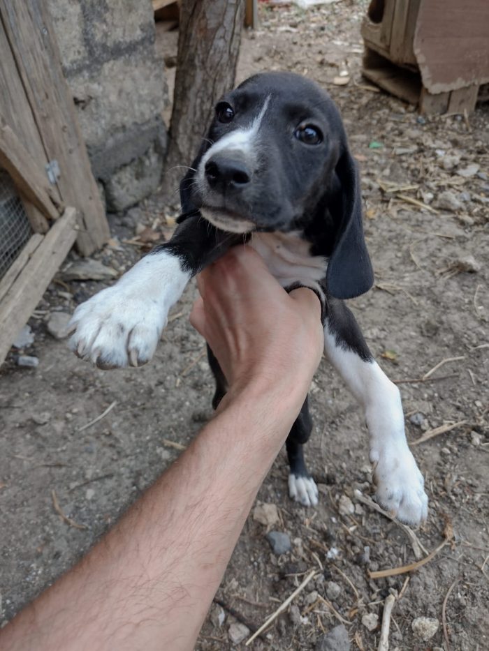 Ciao a tutti da Teo e Sofì 2 Splendidi cuccioli di Setter inglese.! (Catania) - media 8
