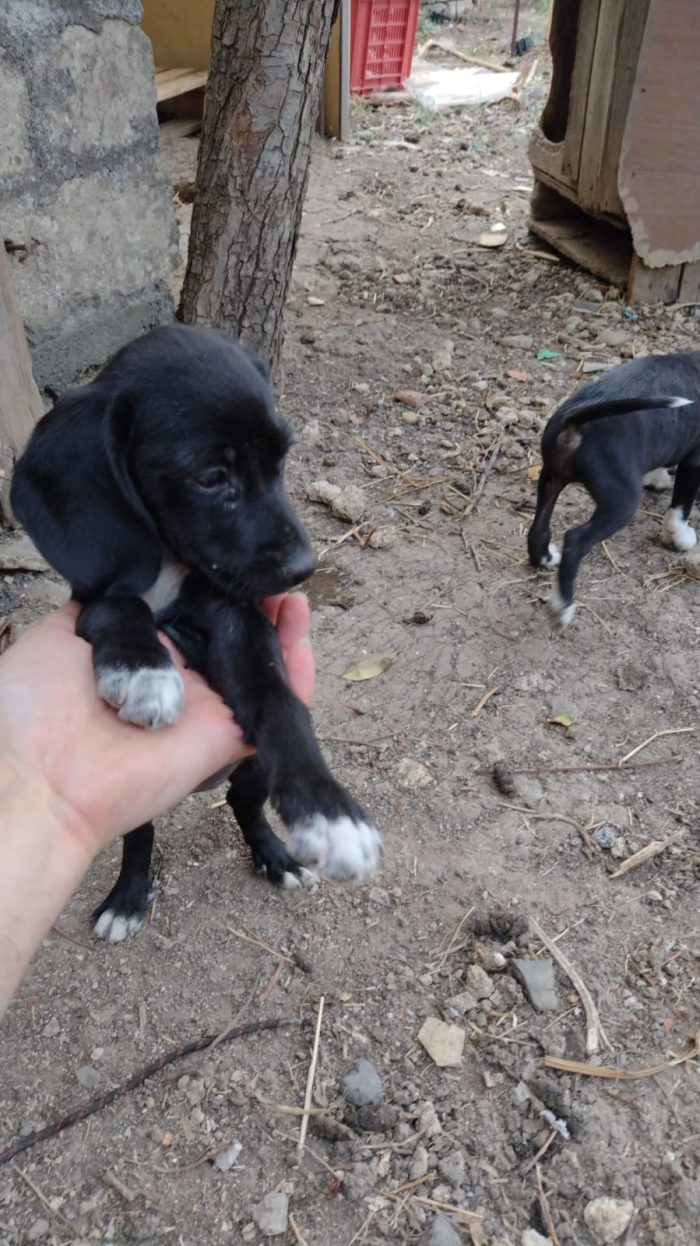 Ciao a tutti da Teo e Sofì 2 Splendidi cuccioli di Setter inglese.! (Catania) - media 6