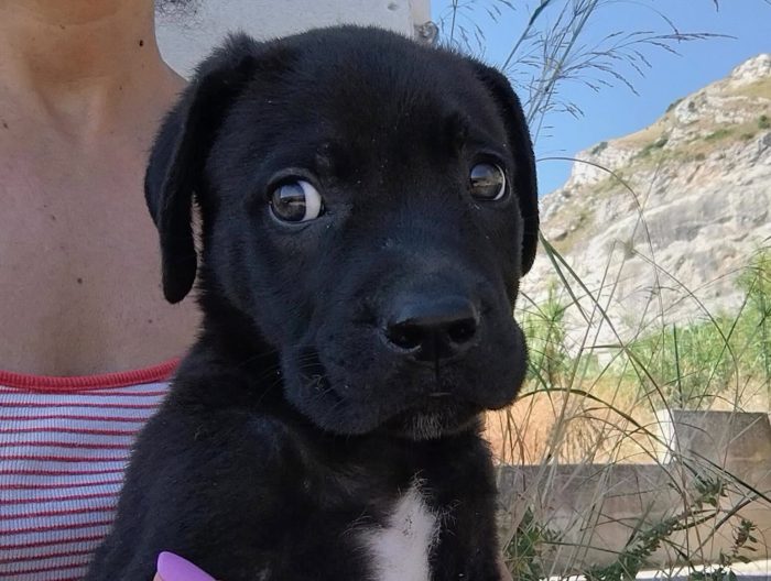 Urano cucciolo cerca una casa piena di amore
