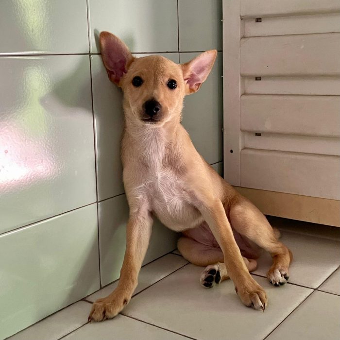 TEDDY ADORABILE CUCCIOLO