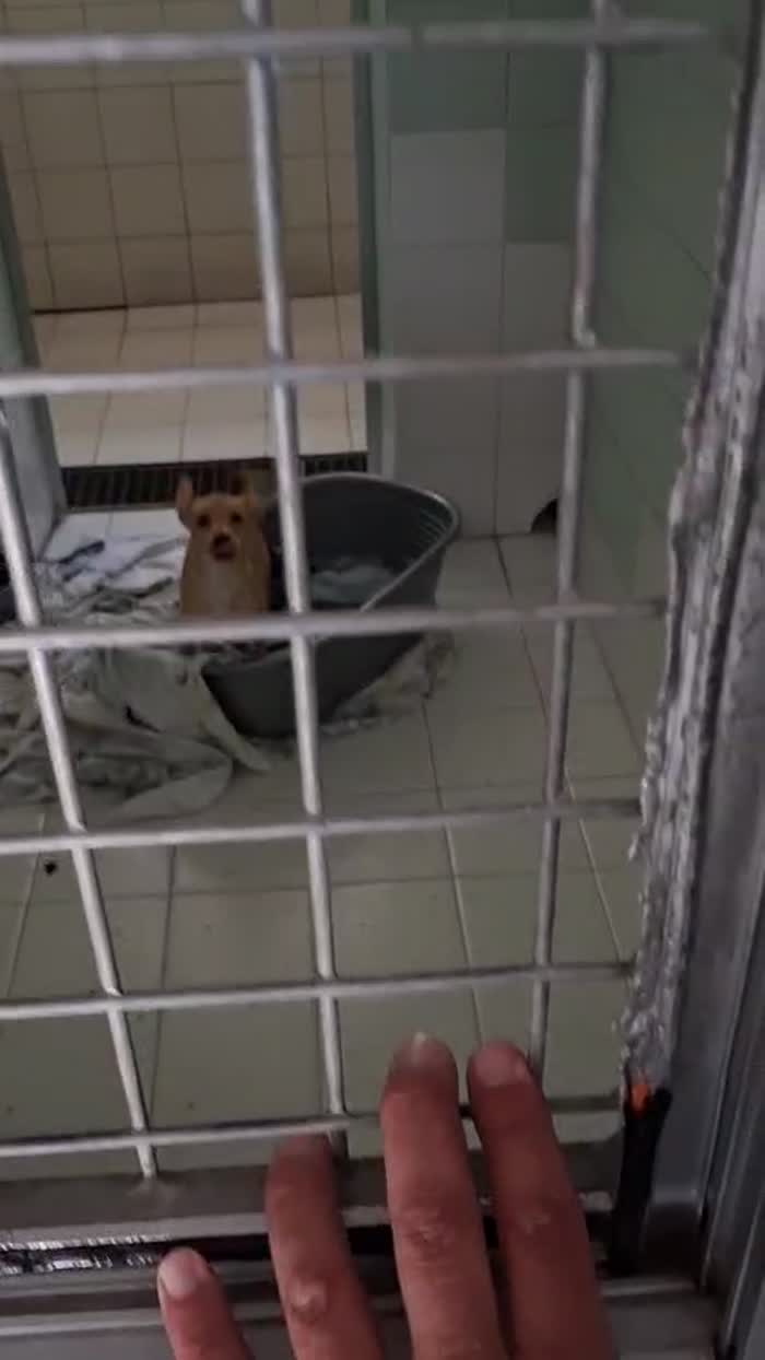 TEDDY ADORABILE CUCCIOLO