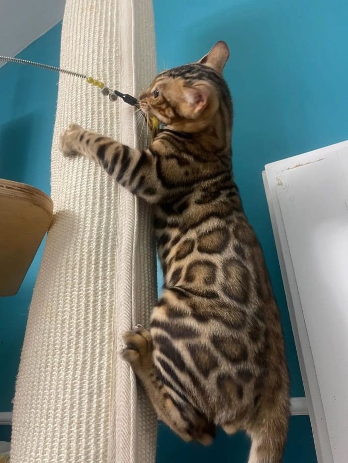 GATTINI BENGALA adozione di coppia - cercano casa