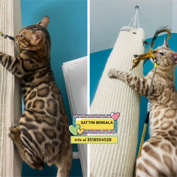 GATTINI BENGALA adozione di coppia - cercano casa