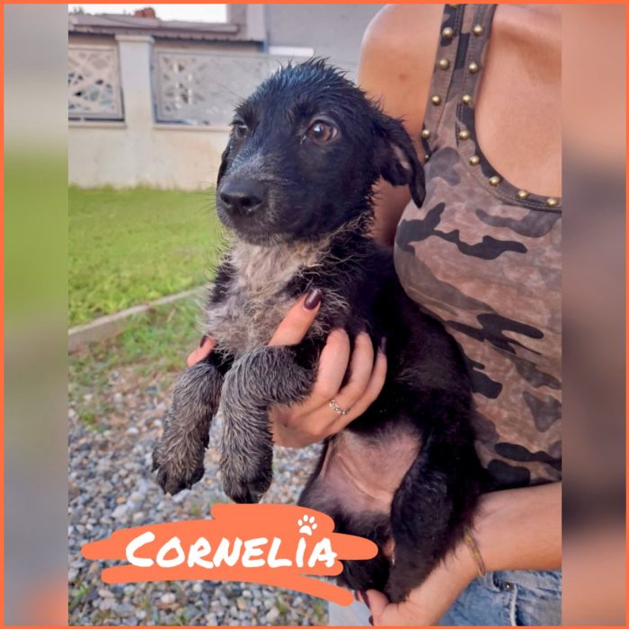 Cornelia💖 cerca la sua domus