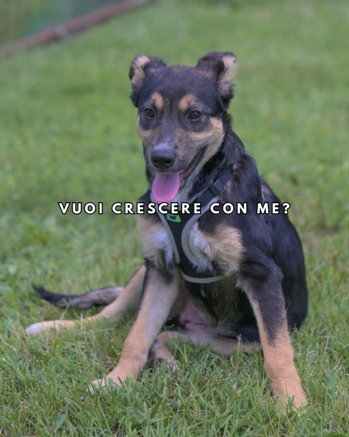 LUPA, cucciola simil-lupetta in adozione - media 4