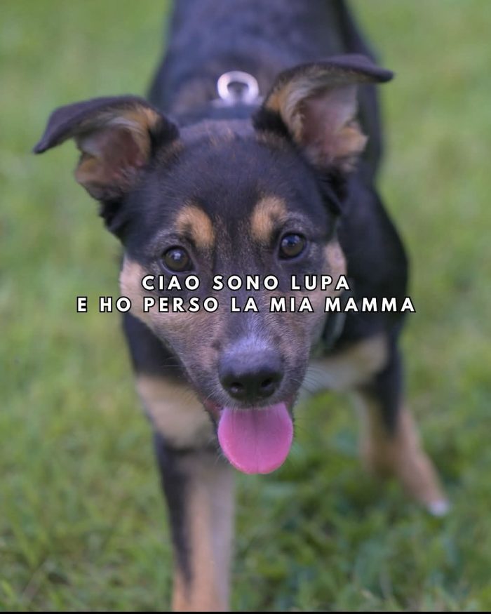 LUPA, cucciola simil-lupetta in adozione
