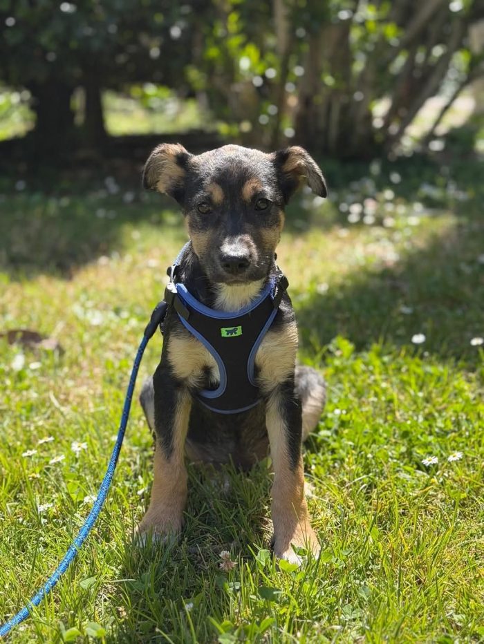 LUPA, cucciola simil-lupetta in adozione - media 5