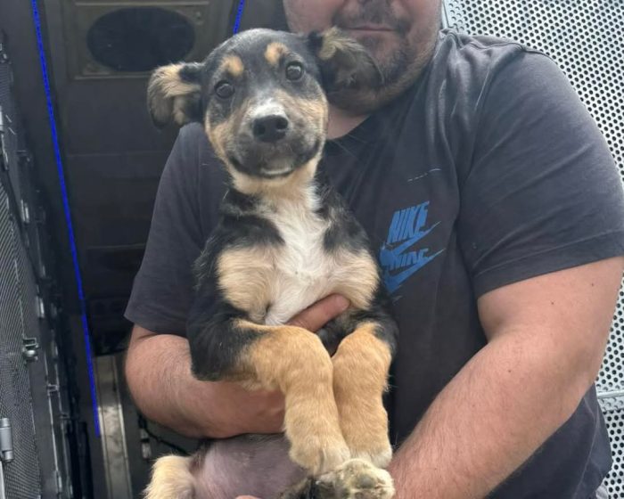 LUPA, cucciola simil-lupetta in adozione - media 7