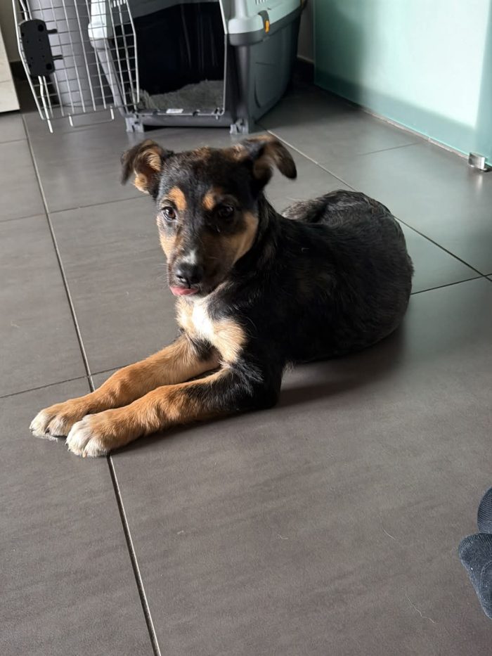 LUPA, cucciola simil-lupetta in adozione - media 6