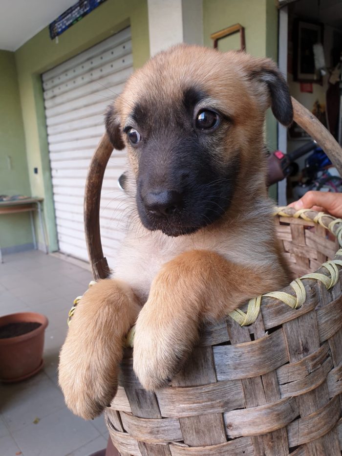 Penny splendida cucciolotta mix Pastore Tedesco