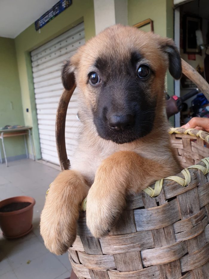 Penny splendida cucciolotta mix Pastore Tedesco