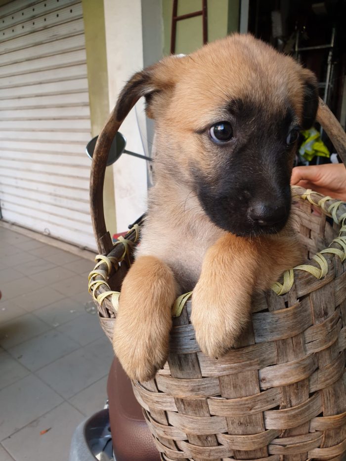 Penny splendida cucciolotta mix Pastore Tedesco