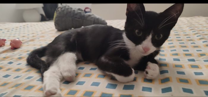 Kitty 3mesi occhi verdi le manca 1zampina.MILANO