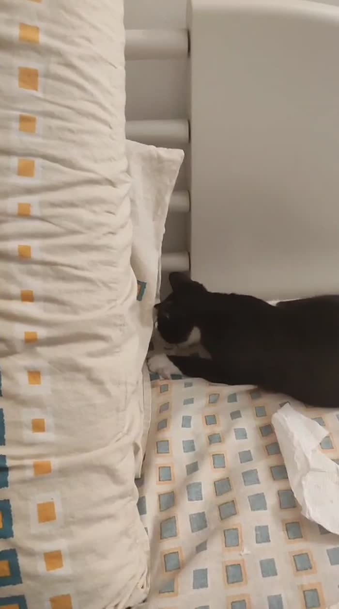 Kitty 3mesi occhi verdi le manca 1zampina.MILANO - media 6